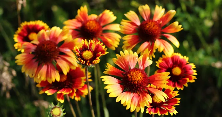 Gaillardia, Gailardija, cvijet, biljka/Iryna Kozhyna