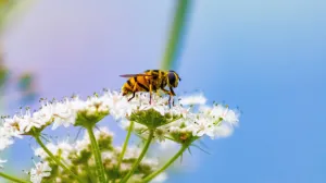 cvijet, pčela, insekti, oprašivanje, priroda/Kenny Goossen