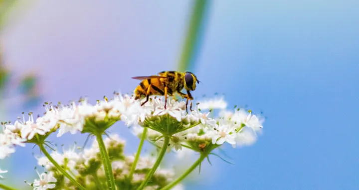 cvijet, pčela, insekti, oprašivanje, priroda/Kenny Goossen