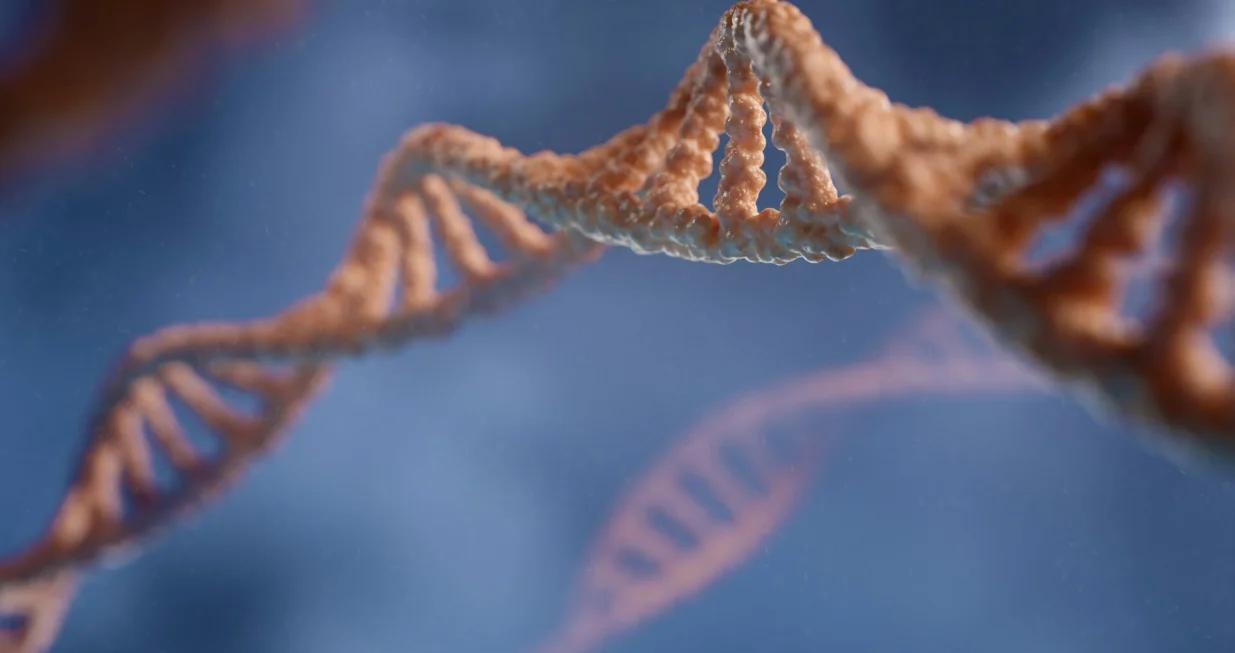 hromozomi, dnk, ćelije, organizam, genetika/Digitale.de