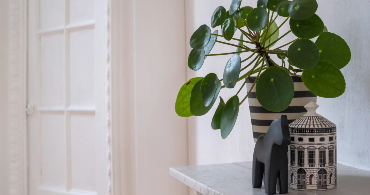 Ne traži nikakvu posebnu njegu/Free Pik