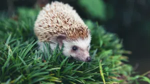 Vrućine su pogubne za ježeve/Free Pik