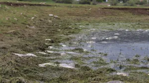 Pomor ribe na Buškom jezeru/