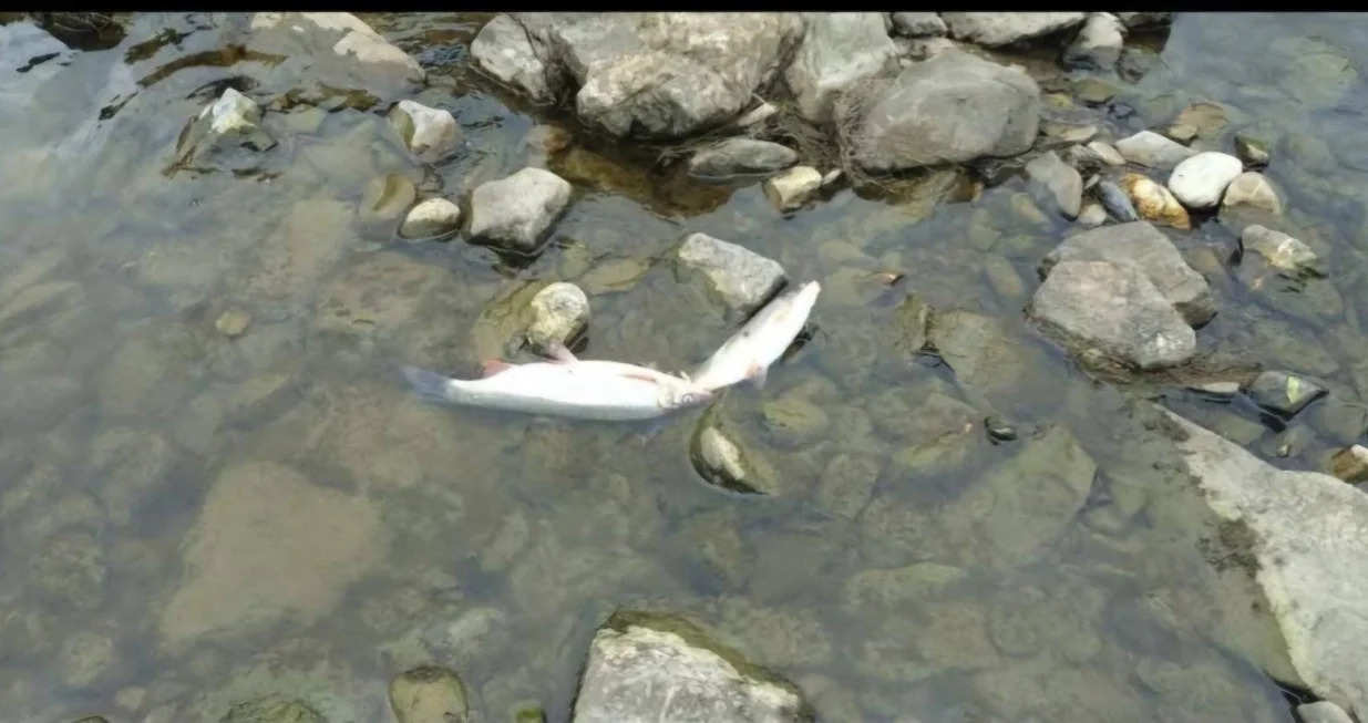 mrtva uginula riba, zenica, rijeka, bosna/Bistro Zenica