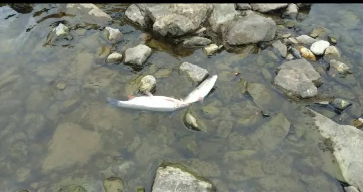 mrtva uginula riba, zenica, rijeka, bosna/Bistro Zenica