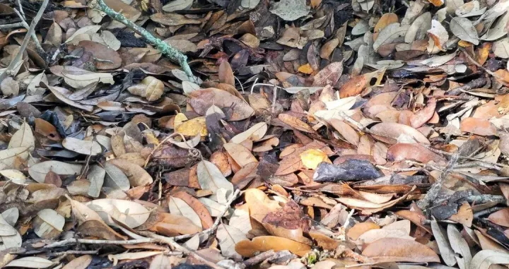 Mozgalica - možete li pronaći zmiju?/