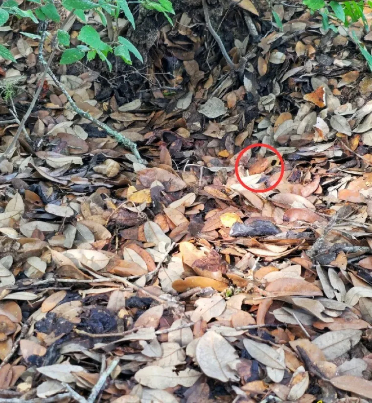 Evo rezultata mozgalice/