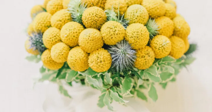 craspedia, cvijet, biljka, ukras, buket/Leeloo The First