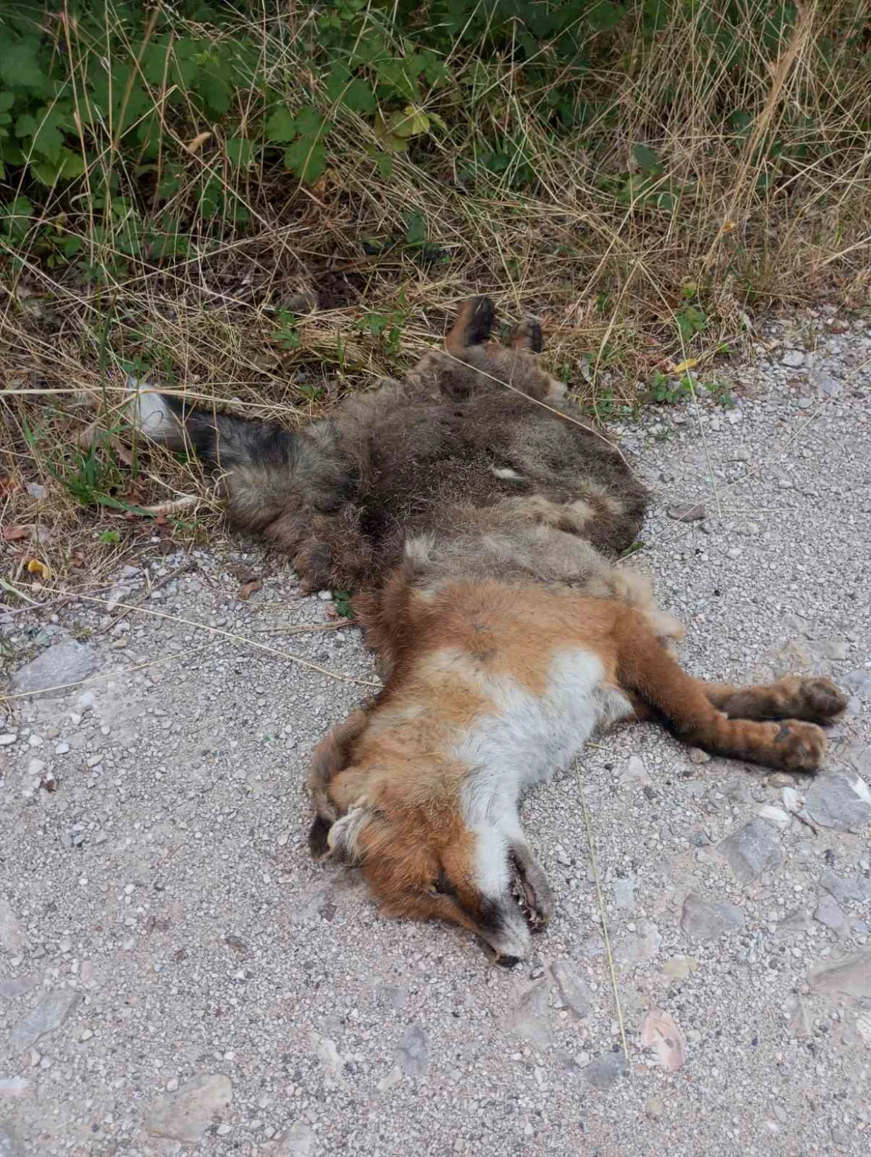 ekocid Zenica/Almir Ćatić