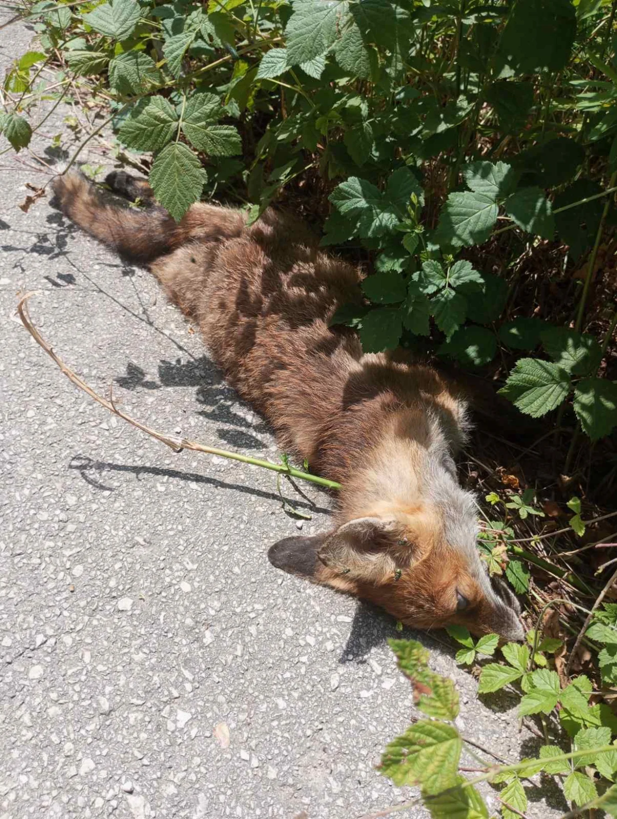 ekocid Zenica/Almir Ćatić