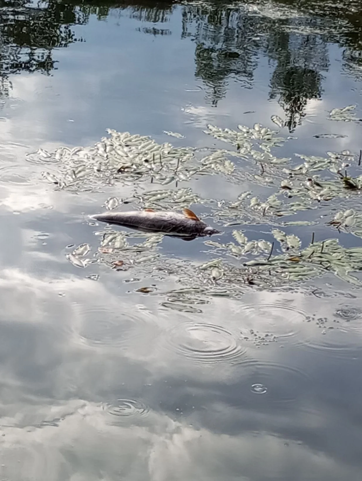 ekocid Zenica/Almir Ćatić
