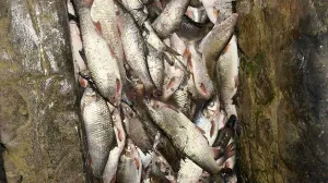 ekocid Zenica/Almir Ćatić