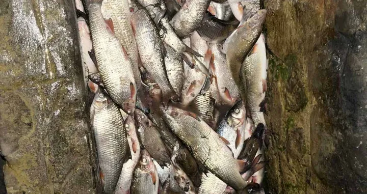 ekocid Zenica/Almir Ćatić