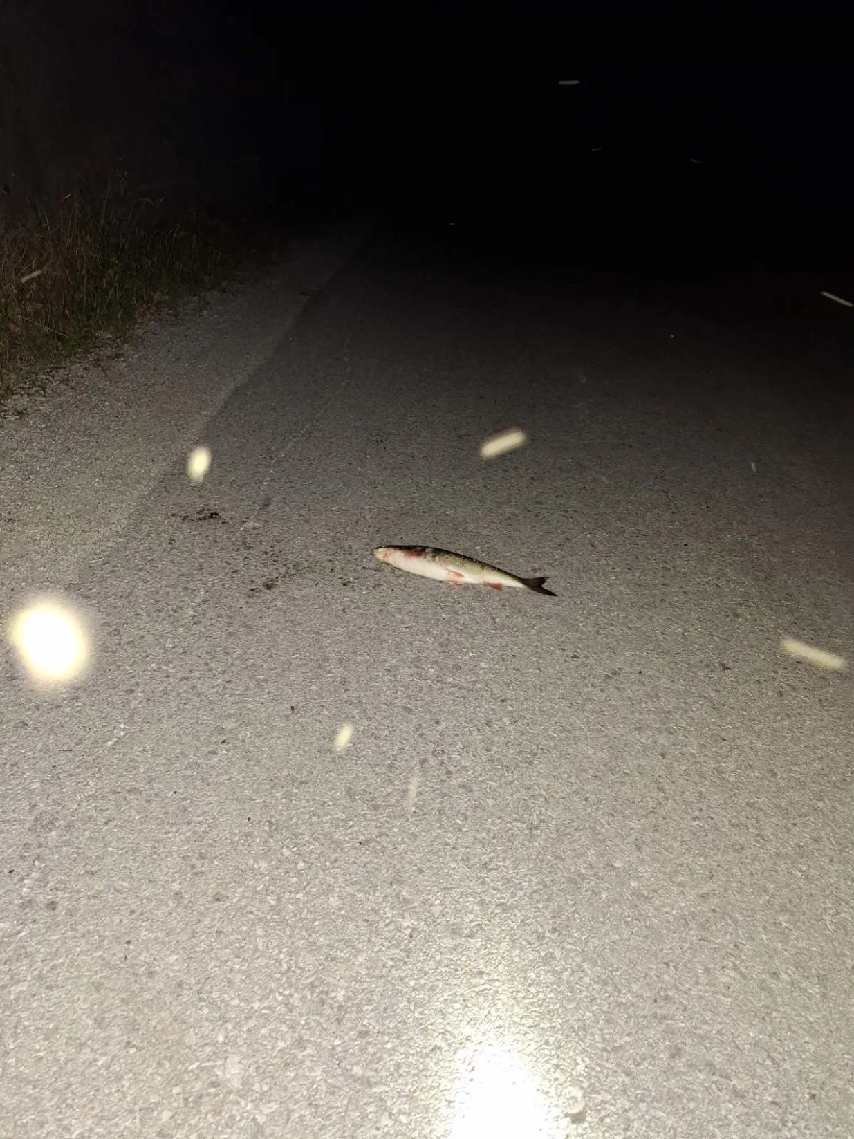 uginula riba/Almir Ćatić