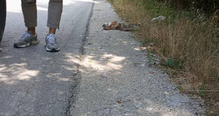 uginula riba/Almir Ćatić