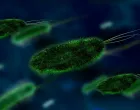 Vibrio vulnificus/Pixabay