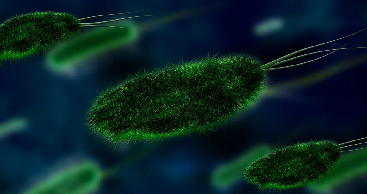 Vibrio vulnificus/Pixabay