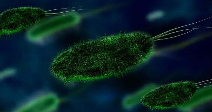 Vibrio vulnificus/Pixabay