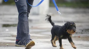 Demonstracija K9 GGS/Damir Deljo