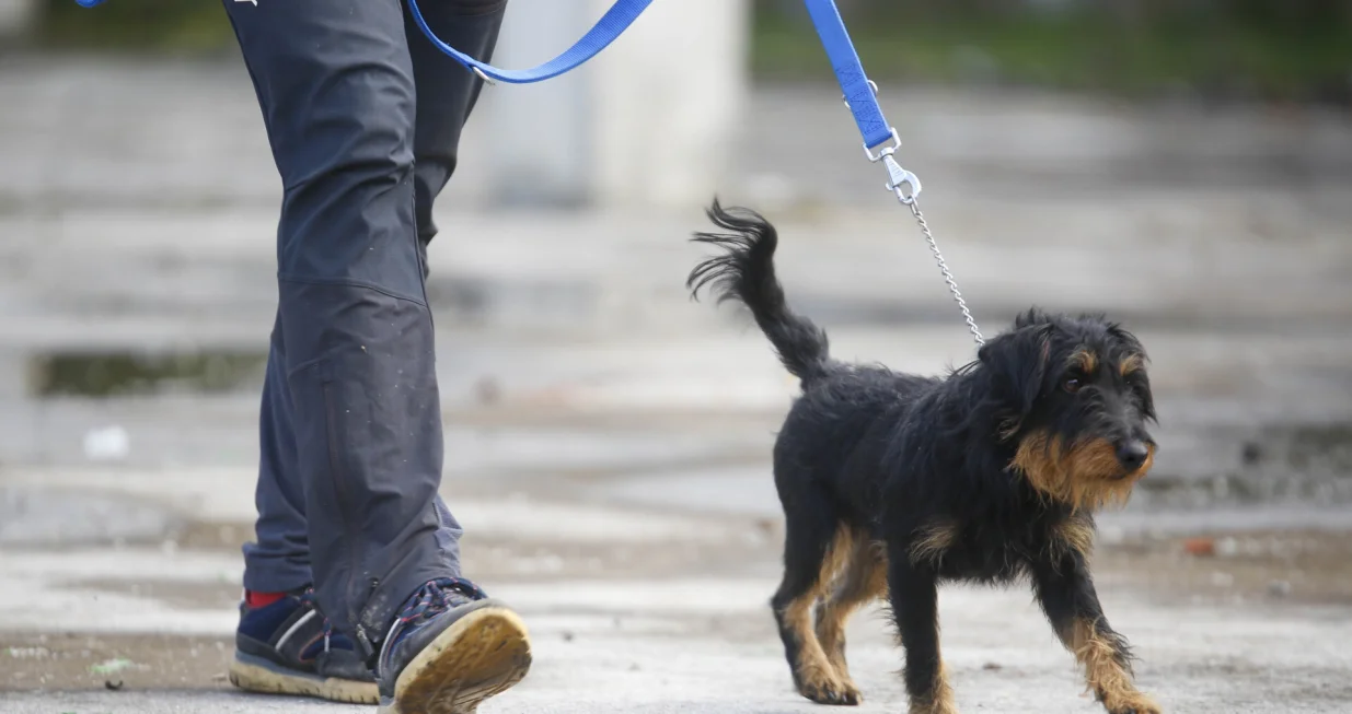 Demonstracija K9 GGS/Damir Deljo