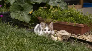 Miris koji mačke ne podnose/Free Pik