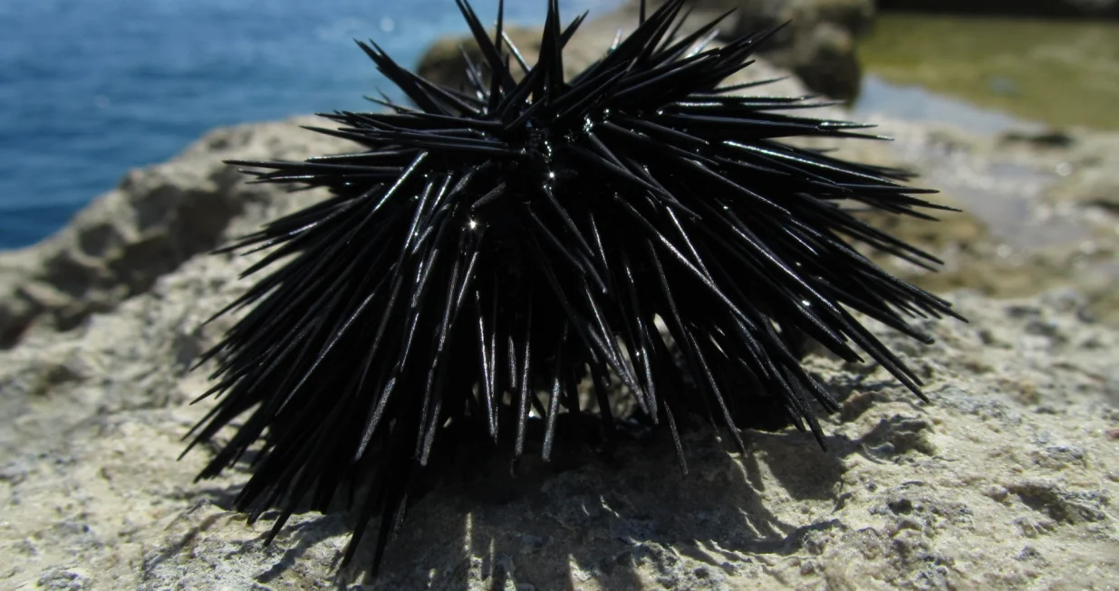 Prva pomoć kod uboda morskog ježa/Free Pik