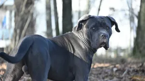 Pas rase cane corso bio bez nadzora/Sophie Hollies