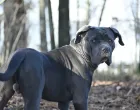 Pas rase cane corso bio bez nadzora/Sophie Hollies