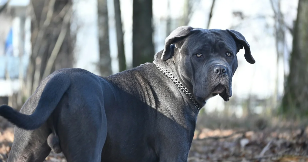 Pas rase cane corso bio bez nadzora/Sophie Hollies