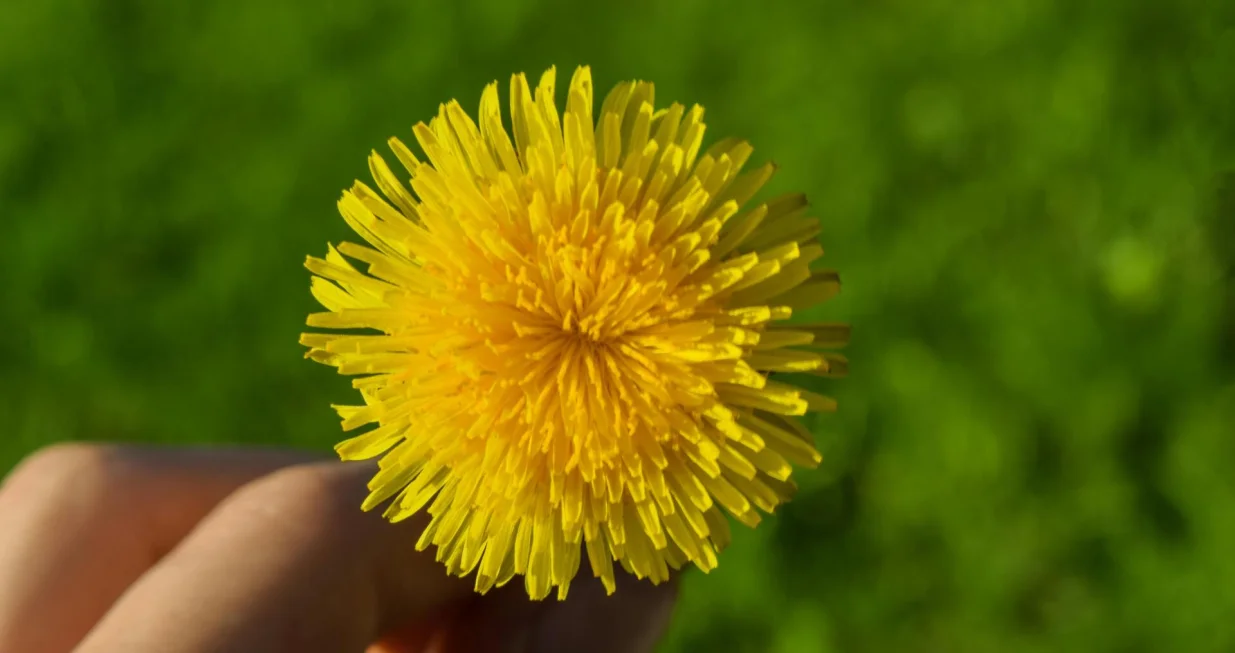 Maslačak cvijet/Daniel Absi