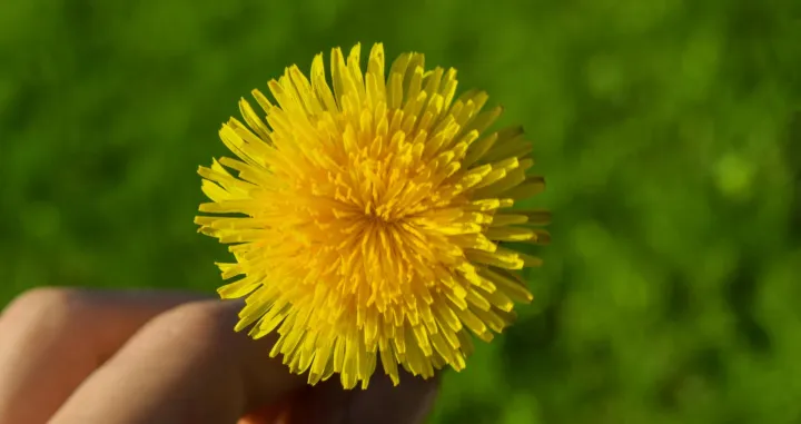 Maslačak cvijet/Daniel Absi