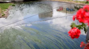 Alge u Miljackoj/Damir Deljo