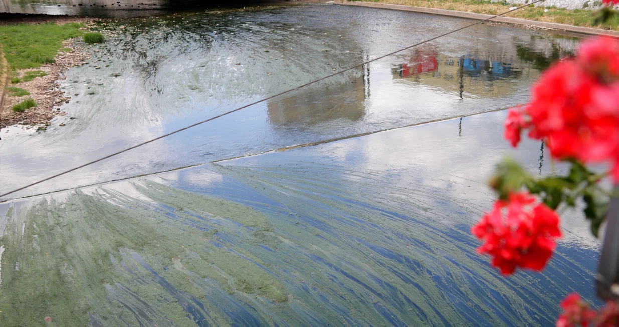 Alge u Miljackoj/Damir Deljo