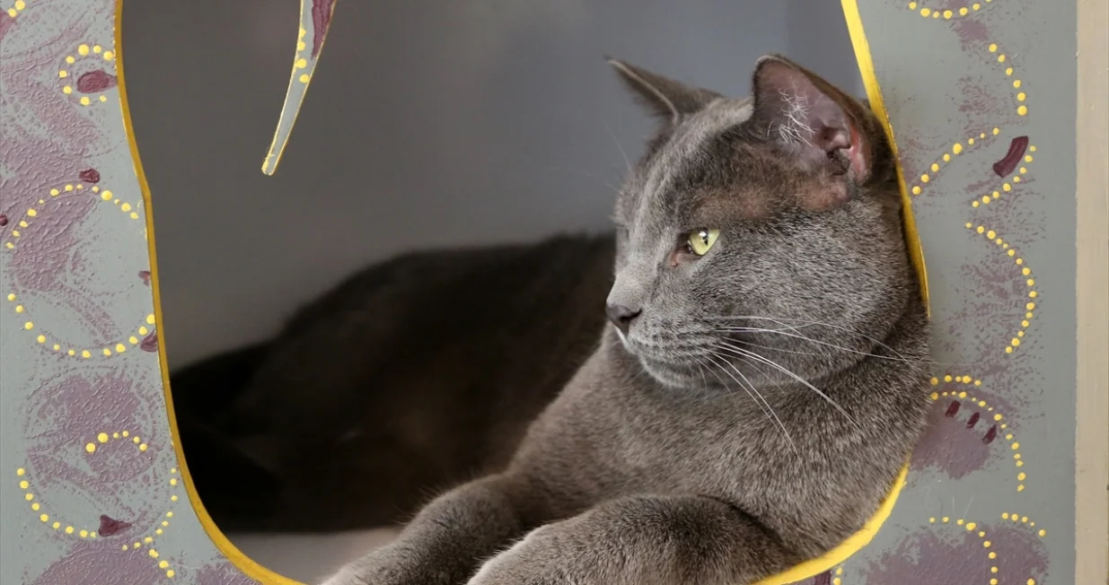 Muzej mačaka u Teheranu/AA/