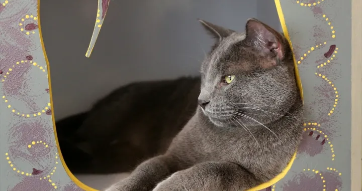 Muzej mačaka u Teheranu/AA/