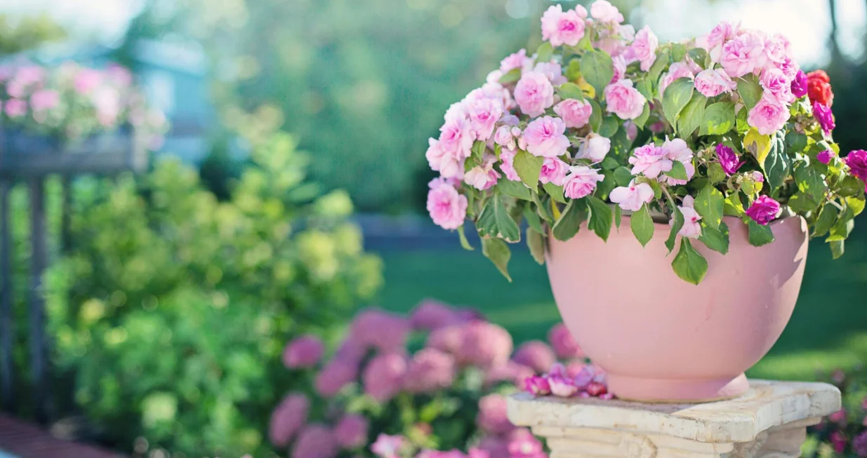 Ovaj trik spašava cvijeće i po paklenim danima/Pexels