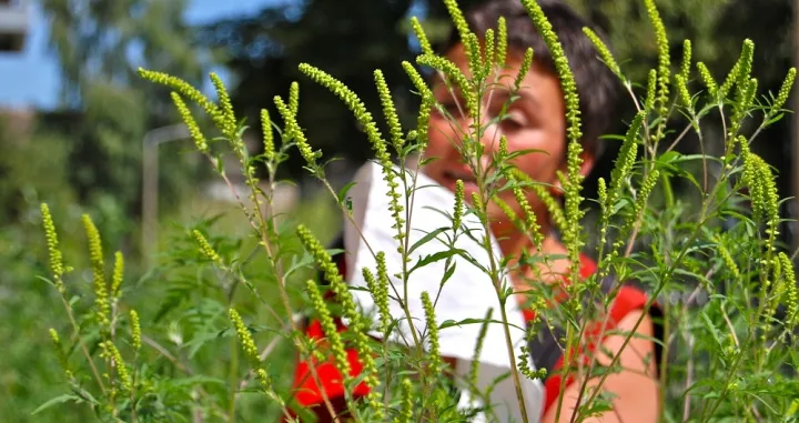 ambrozija alergija/