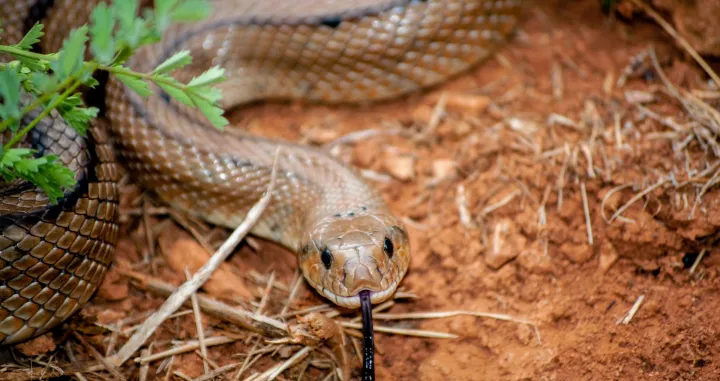 Zmije vole mir i tamu/Free Pik