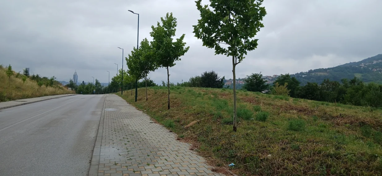 Drvored kod Porodilišta/