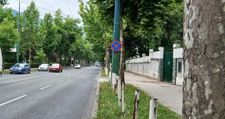 Platane u Alipašinoj Ulici/