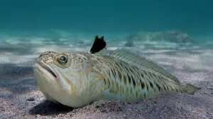 Izgleda bezazleno, ali je daleko od toga/Priroda Hrvatske