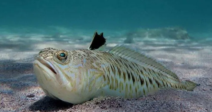 Izgleda bezazleno, ali je daleko od toga/Priroda Hrvatske