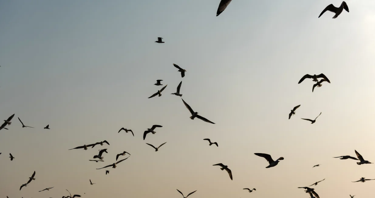 Naizgled jednostavno/Free Pik