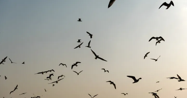 Naizgled jednostavno/Free Pik