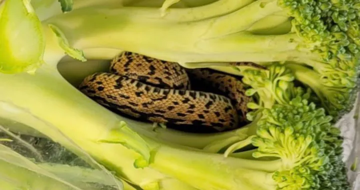 Nisam dobar sa zmijama, rekao je on/