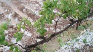 Nevrijeme u Širokom Brijegu, uništeni usjevi, poljoprivreda, grad/Vrisak.info