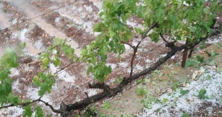 Nevrijeme u Širokom Brijegu, uništeni usjevi, poljoprivreda, grad/Vrisak.info