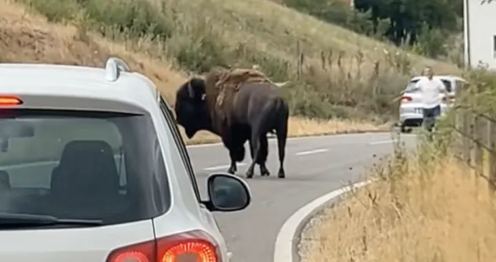 Bizon na cesti na Kosovu/Qwerty.uup