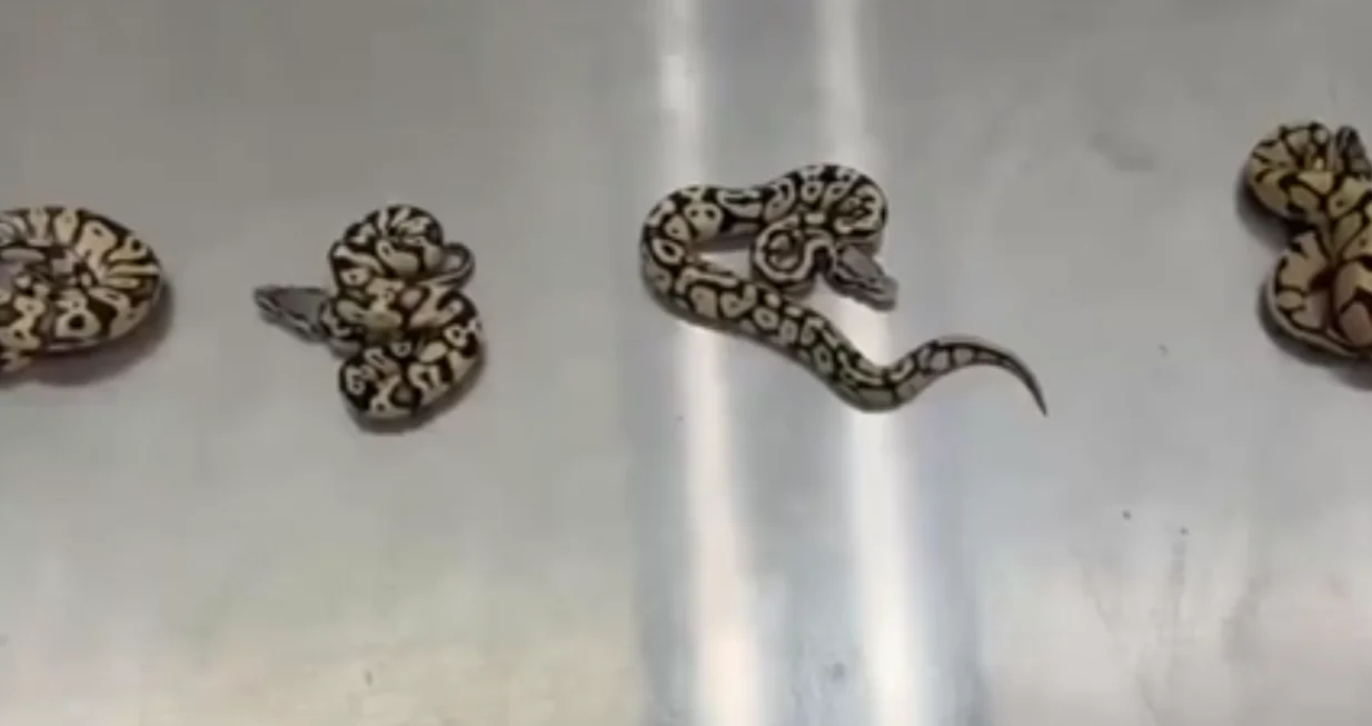 zmije šverc/Screenshot