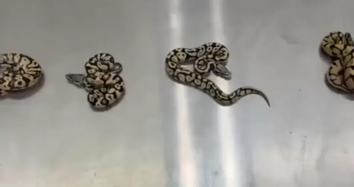 zmije &scaron;verc/Screenshot